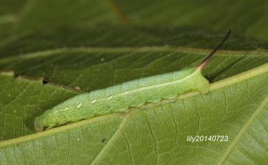 Theretra japonica (Boisduval, 1869) 日本斜紋天蛾