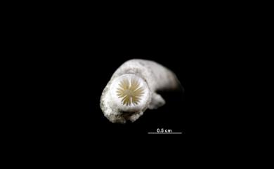 Eguchipsammia wellsi (Eguchi, 1968) 韋氏江口沙珊瑚