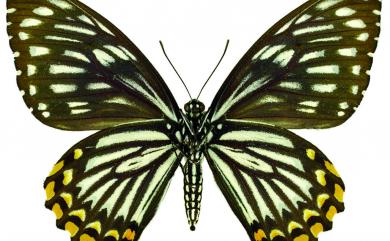 Papilio clytia Linnaeus, 1758 大斑鳳蝶