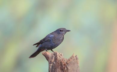 Monticola solitarius pandoo 藍磯鶇