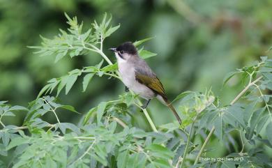 Pycnonotus taivanus Styan, 1893 烏頭翁