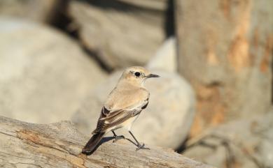 Oenanthe deserti atrogularis (Temminck, 1825) 漠即鳥(蒙新亞種)