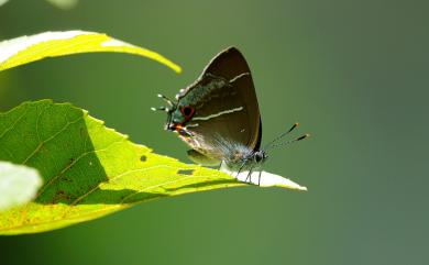 Neozephyrus taiwanus (Wileman, 1908) 臺灣榿翠灰蝶