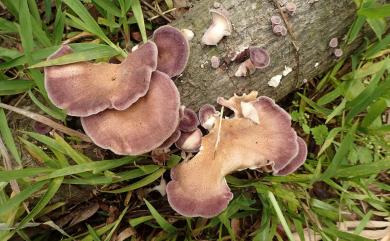 Lentinus strigosus 硬毛韌菇