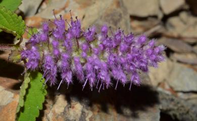 Elsholtzia ciliata 香薷