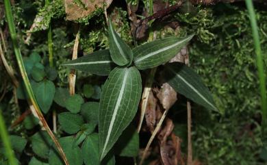 Goodyera velutina 鳥嘴蓮