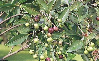 Syzygium formosanum 臺灣赤楠