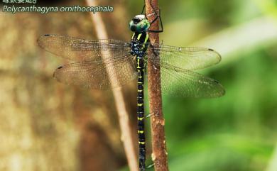 Polycanthagyna ornithocephala (McLachlan, 1883) 喙鋏晏蜓