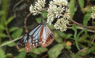 Parantica sita niphonica Moore, 1883 大絹斑蝶