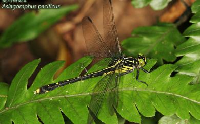 Asiagomphus pacificus (Chao, 1953) 雙角春蜓