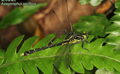 Asiagomphus pacificus (Chao, 1953) 雙角春蜓