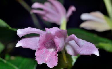 Phaius mishmensis (Lindl. & Paxton) Rchb.f. 細莖鶴頂蘭