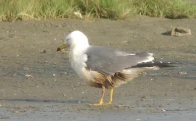 Larus crassirostris Vieillot, 1818 黑尾鷗