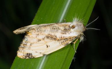 Locharna strigipennis Moore, 1879