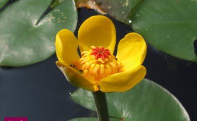 Nuphar pumila (Timm) DC. 臺灣萍蓬草