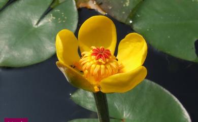 Nuphar pumila 臺灣萍蓬草