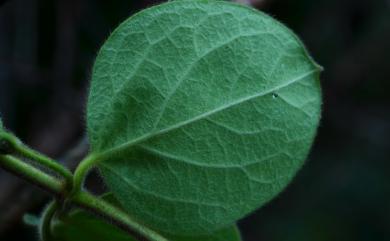 Lonicera japonica Thunb. 忍冬