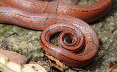 Oreocryptophis porphyraceus kawakamii (Oshima, 1910) 紅竹蛇