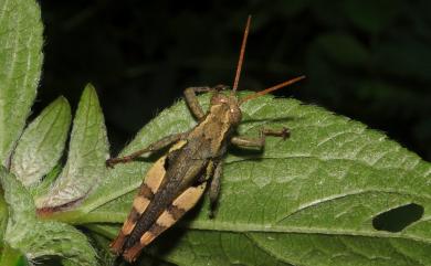 Xenocatantops brachycerus (Willemse, C., 1932) 短角外斑腿蝗