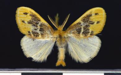 Euproctis baibarana Matsumura, 1927
