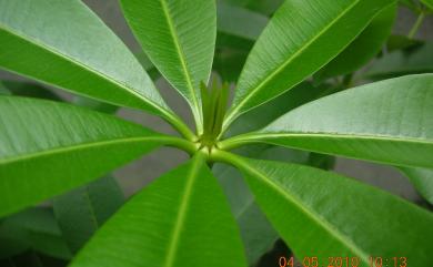 Alstonia scholaris 黑板樹