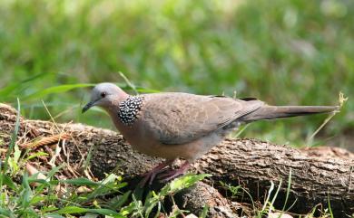 Streptopelia chinensis chinensis (Scopoli, 1786) 珠頸斑鳩