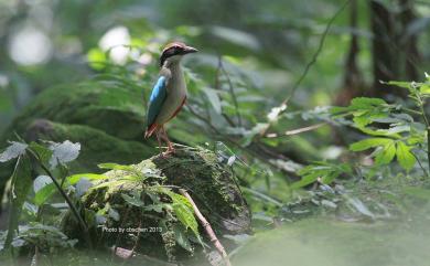 Pitta nympha Temminck & Schlegel, 1850 八色鳥