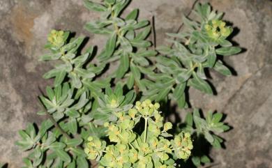 Euphorbia jolkini Boiss., 1860 岩大戟