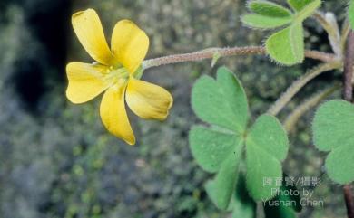 Oxalis corniculata 酢漿草