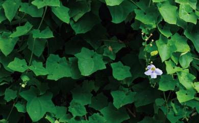 Thunbergia grandiflora Roxb. 大鄧伯花