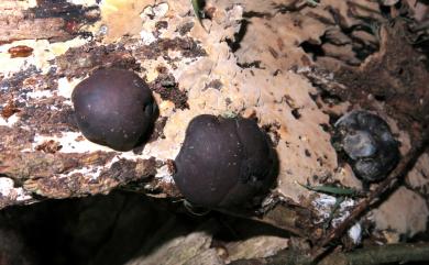 Daldinia concentrica (Boltsh.) Ces. & De Not. 同心環紋炭球菌