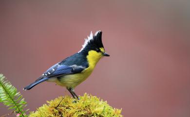 Machlolophus holsti (Seebohm, 1894) 黃山雀