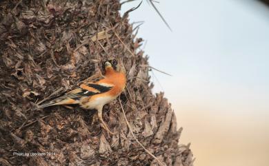 Fringilla montifringilla Linnaeus, 1758 花雀