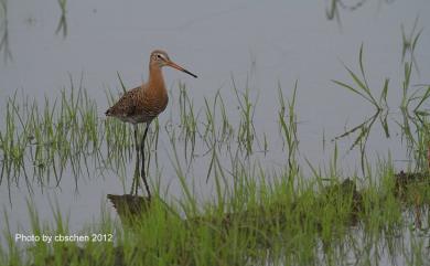 Limosa limosa melanuroides (Gould, 1846) 黑尾鷸