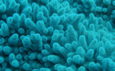 Sinularia 指形軟珊瑚屬