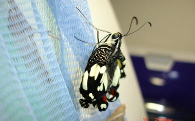 Papilio demoleus Linnaeus, 1758 花鳳蝶