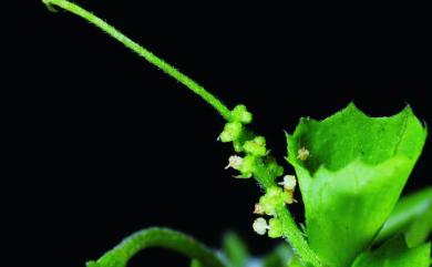 Acalypha australis L. 鐵莧菜