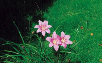 Zephyranthes carinata Herb. 韭蘭