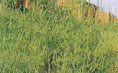 Ambrosia artemisiifolia L. 豬草