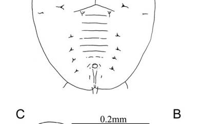 Tuberaleyrodes machili Takahashi, 1932 楠瘤粉蝨