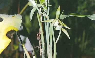 Cymbidium lancifolium var. aspidistrifolium (Fukuy.) S.S.Ying 綠花竹柏蘭