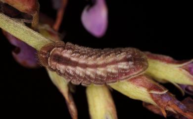 Leptotes plinius (Fabricius, 1793) 細灰蝶