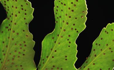 Cyrtomium falcatum subsp. falcatum (L.f.) C.Presl 全緣貫眾蕨