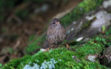 Troglodytes troglodytes taivanus Hartert, 1910 鷦鷯