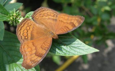 Junonia hedonia ida (Cramer, 1776) 南洋眼蛺蝶