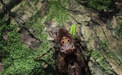 Acherontia lachesis Fabricius, 1798 人面天蛾