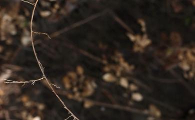 Asparagus cochinchinensis (Lour.) Merr. 天門冬