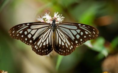 Parantica aglea maghaba (Fruhstorfer, 1909) 絹斑蝶