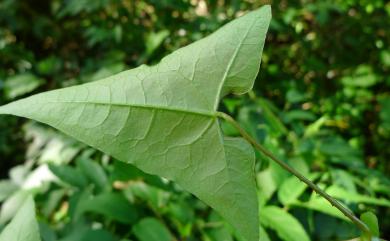 Persicaria senticosa (Meisn.) H. Gross ex Nakai 刺蓼