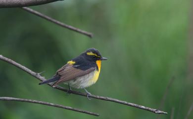 Ficedula narcissina narcissina (Temminck, 1836) 黃眉黃鶲(黑背亞種)